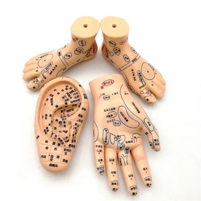 Medicina Cinese Massaggio Acupunctura Mani Piedi Orecchio Modello Dimensione Modelli didattici Attrezzature essenziali