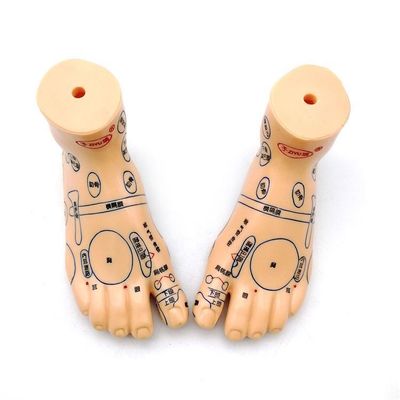 Medicina Cinese Massaggio Acupunctura Mani Piedi Orecchio Modello Dimensione Modelli didattici Attrezzature essenziali