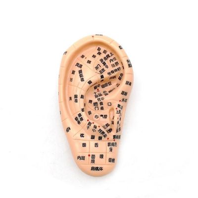 Medicina Cinese Massaggio Acupunctura Mani Piedi Orecchio Modello Dimensione Modelli didattici Attrezzature essenziali