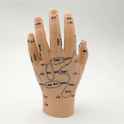 Medicina Cinese Massaggio Acupunctura Mani Piedi Orecchio Modello Dimensione Modelli didattici Attrezzature essenziali