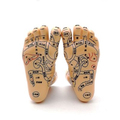 Medicina Cinese Massaggio Acupunctura Mani Piedi Orecchio Modello Dimensione Modelli didattici Attrezzature essenziali