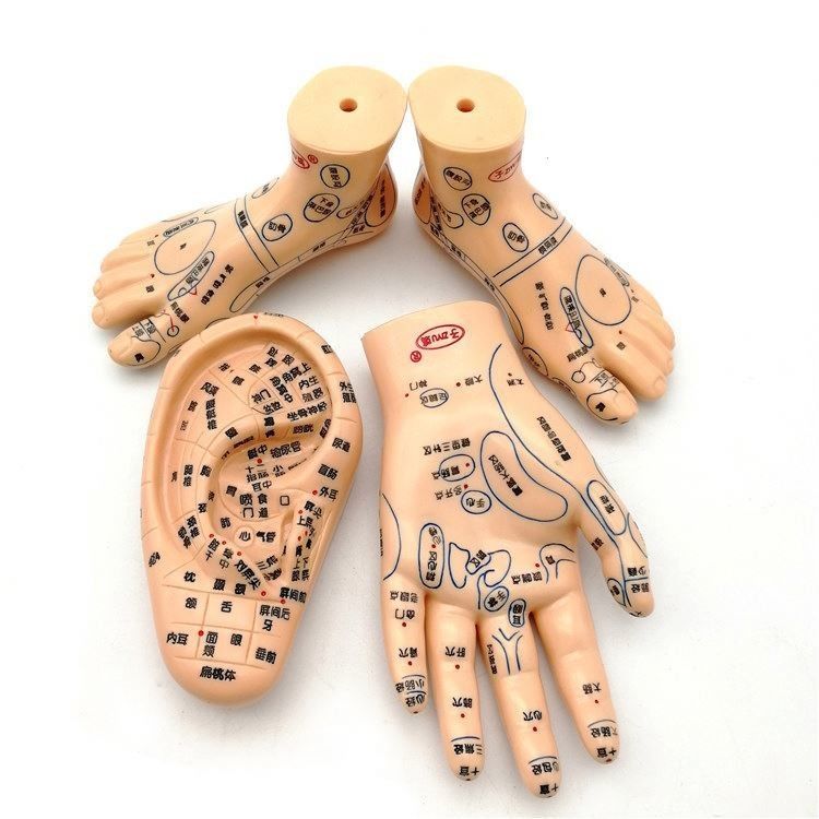 Medicina Cinese Massaggio Acupunctura Mani Piedi Orecchio Modello Dimensione Modelli didattici Attrezzature essenziali